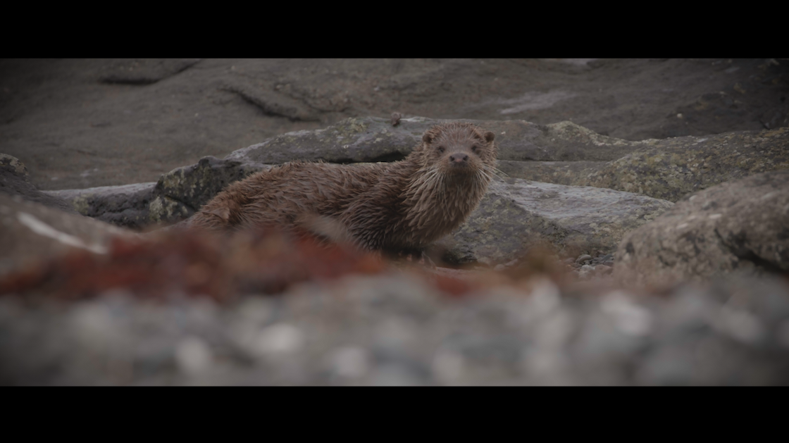 a screengrab of one of the otters we filmed on Mull