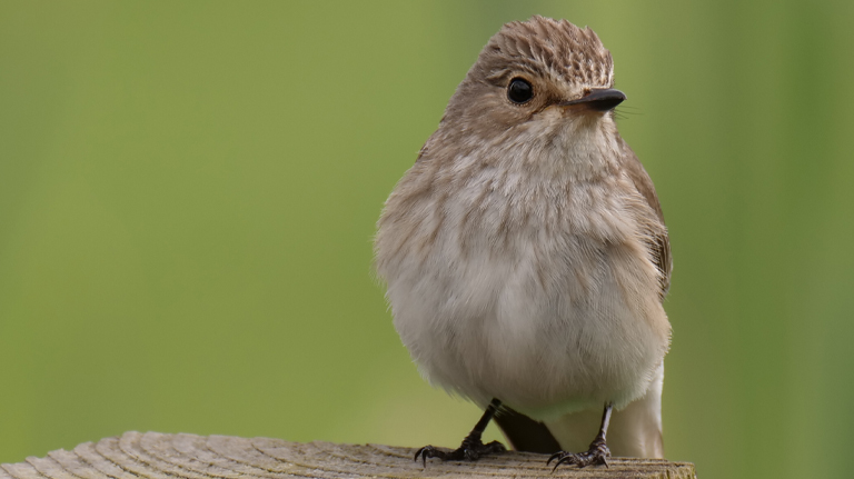 Filming Spotted Flycatchers on the Somerset Levels