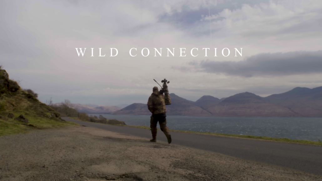 Wild Connection short film about Buzzards filmed with the Wild Island Film School on the Isle of Mull.