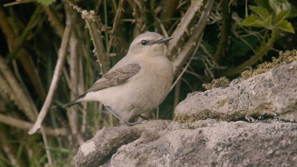 Filming Wheatear on the Isle of Mull